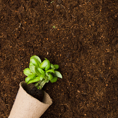 plant on soil image