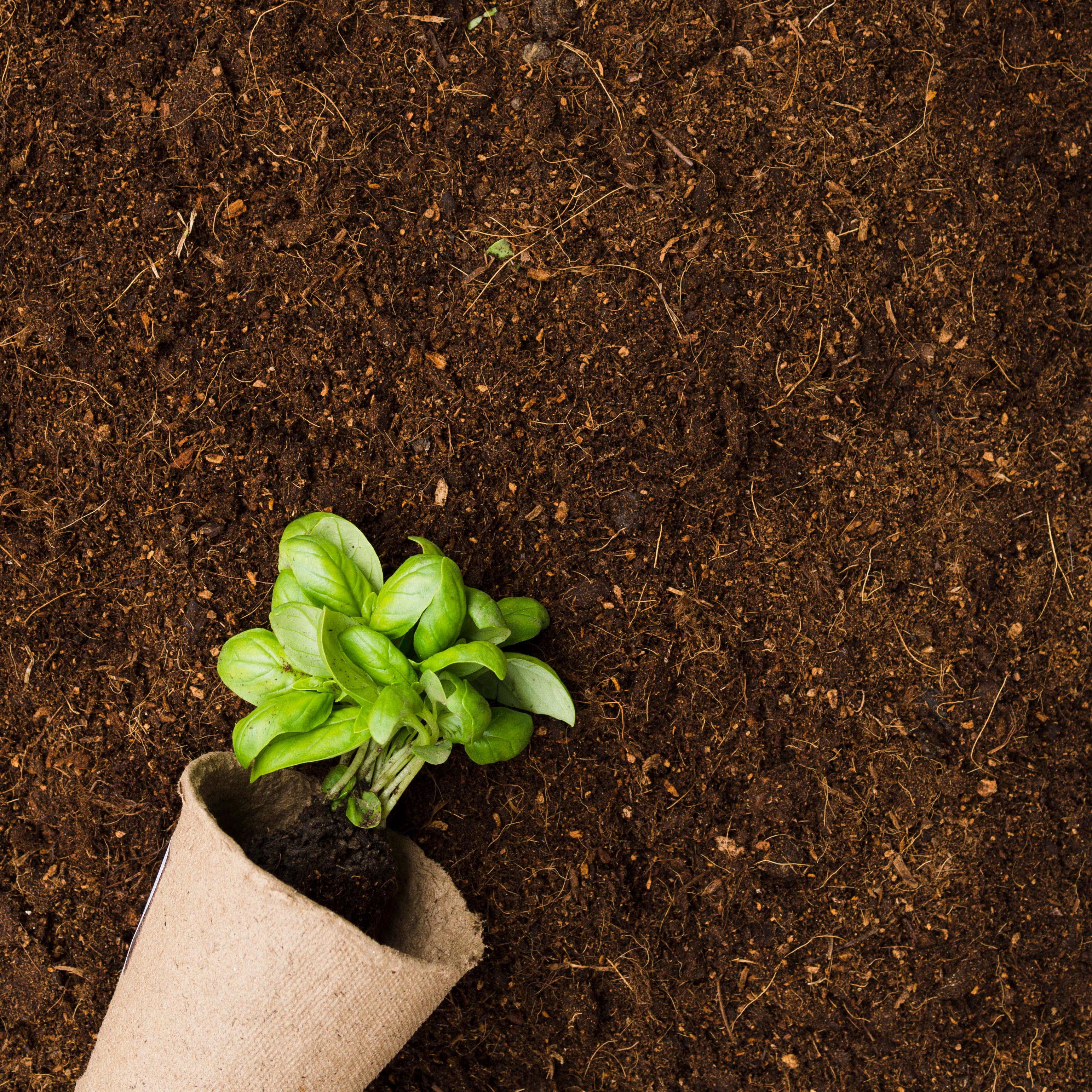 plant on soil image