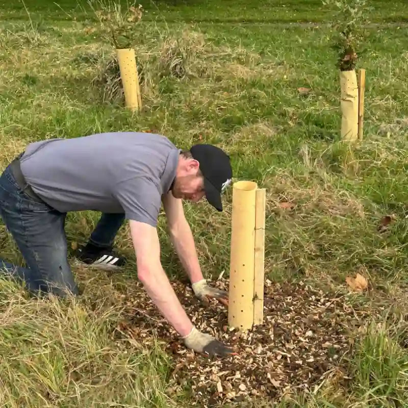 A worker planting a tree on a field patting down soil
